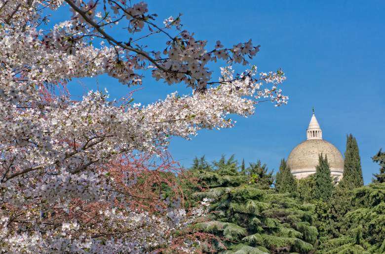 spring-rome-cherry-blossom-hanami-eur-laghetto